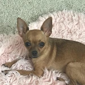 Meet your Posher, Patricia